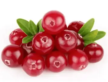 Fresh cranberry berries botanical ingredient