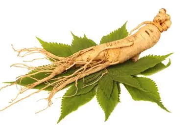 Panax ginseng root botanical ingredient